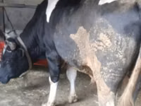 牛（ロット、性別未指定）, Russian Black pied cattle — 写真 5