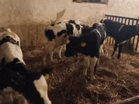 Bull, Russian Black pied cattle — photo 2