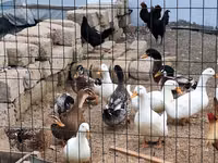 Niemiecki Pekin — zdjęcie 3