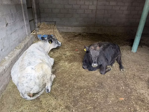 Cow, Swiss cattle