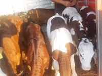 Skot (série, pohlaví neuvedeno), Simmental cattle — foto 2