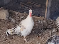 Turkeys — Foto 2