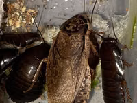 Lobster böcəyi canlı yemdir.15qəpikdir ədədi — 写真 2