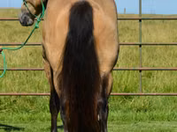 Koń, Gypsy horse — zdjęcie 7