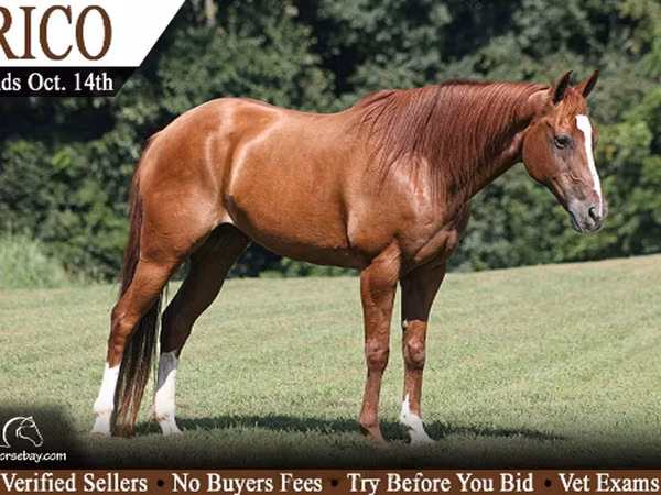 Cheval, Quarter Horse