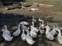 Ducks — foto 1