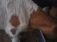 Boğa, Simmental cattle — foto 4