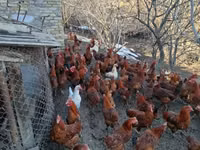 Chickens — foto 1