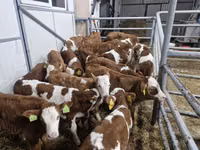 Bovinos (lote, sexo no especificado), Simmental cattle — foto 2