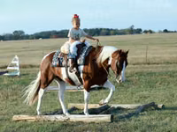 Айғыр, Quarter Horse — 4-сурет