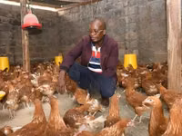 Newcastle Disease Vaccine for Chickens — Foto 3