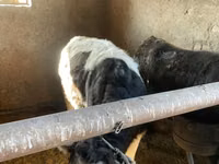İnek, Russian Black pied cattle — foto 3