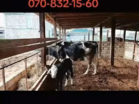 Kuh, Holstein-Rasse — Foto 2