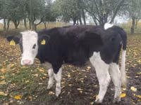 Krava, Russian Black pied cattle — foto 4