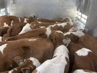 Buğa, Simmental cattle — foto 3