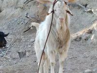 பெண் வெள்ளாடு, Irish goat — புகைப்படம் 3