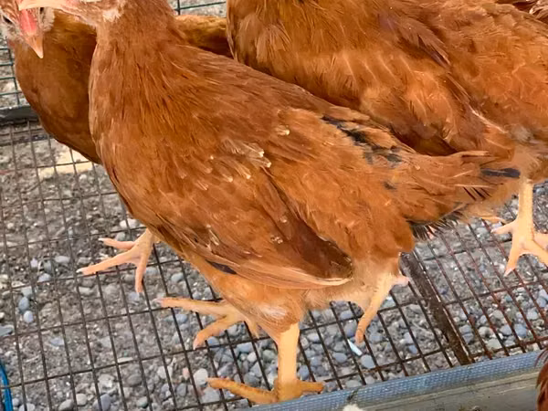 Chickens