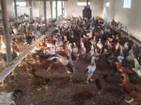 Chickens — Foto 4