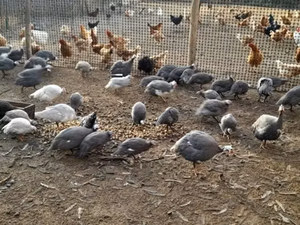 Guinea fowl