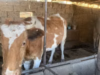 Vaca, Simmental cattle — foto 2