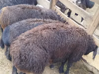 Bélier, Moutons — photo 6