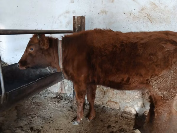 Cow, Cattle