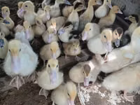 Ducks — Foto 3