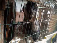 Koza, Nubian Goat — foto 4