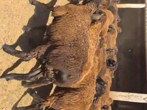 Ram, Sheep