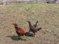 Chickens — الصورة 3