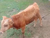 Byk, Simmental cattle — zdjęcie 4