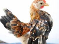 Chickens — photo 2