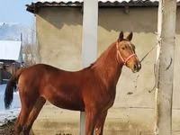 குதிரை, Karabair horse — புகைப்படம் 1