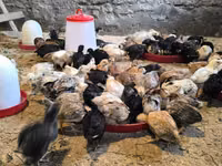 Chickens — foto 2