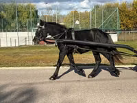 Kůň, Koně — foto 6