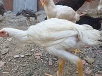 Chickens — zdjęcie 7