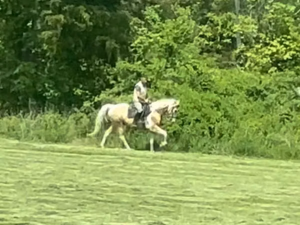 Cavalo, Racking Horse