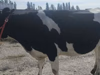 Vaca, Russian Black pied cattle — foto 6