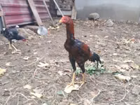 Chickens — photo 4