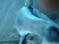Boucs, Kamori goats — photo 3