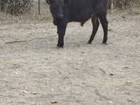 Buğa, Qəhvəyi latviyalı — foto 4