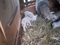 Sheep, Sheep — photo 4