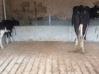 Сиыр, Latvian Blue cattle — 4-сурет
