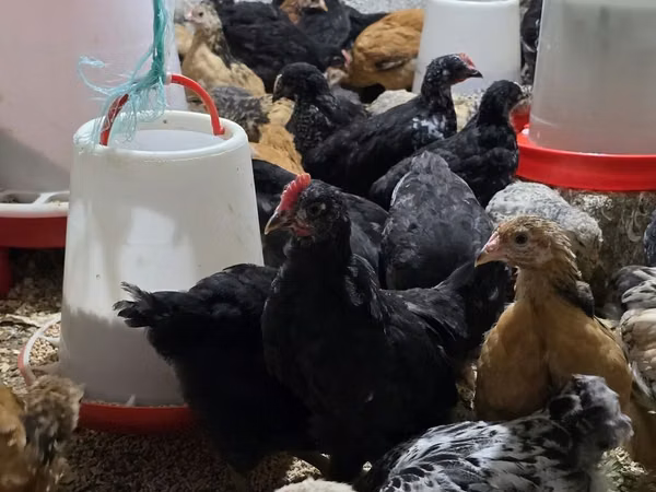 Chickens
