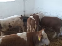 सांड, Simmental cattle — फ़ोटो 1