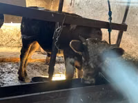 Buqa, Simmental cattle — 2-rasm