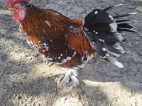 Chickens — الصورة 3