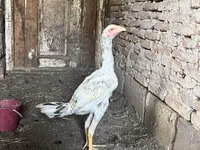 Chickens — 照片 3