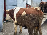 Vaca, Simmental cattle — foto 1