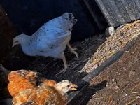 Chickens — foto 3